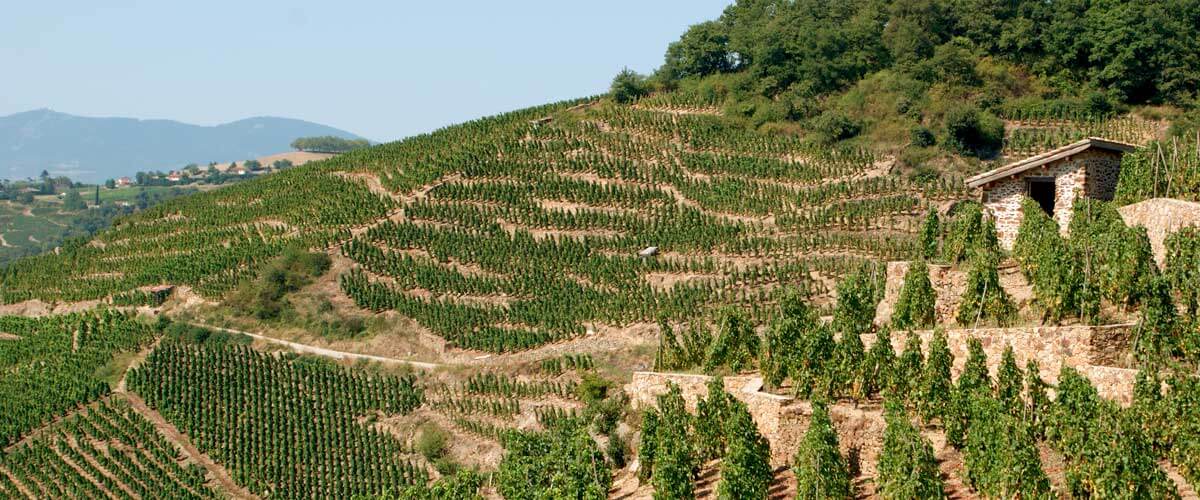 Hermitage, Condrieu et Côte Rotie