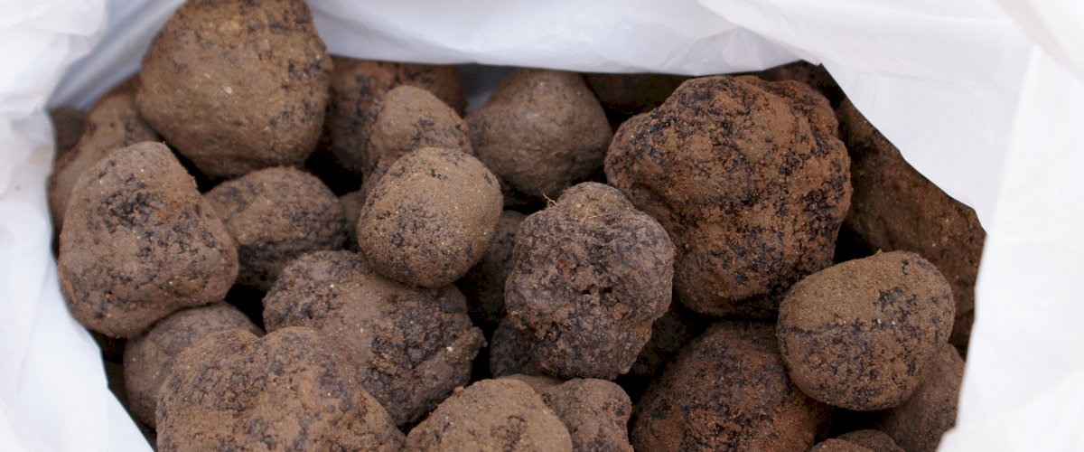 black-truffles-lyon