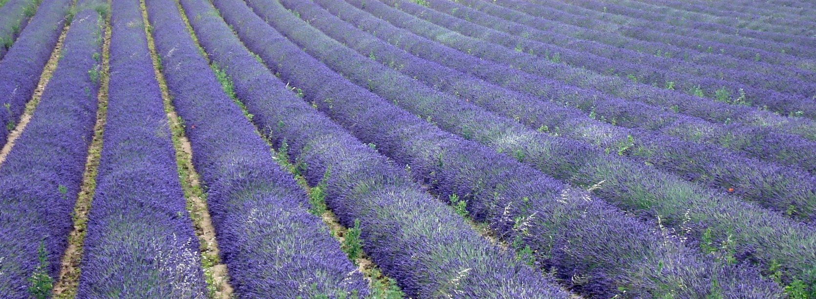 Kanpai Tourisme - Lavender in Bloom & Grignan