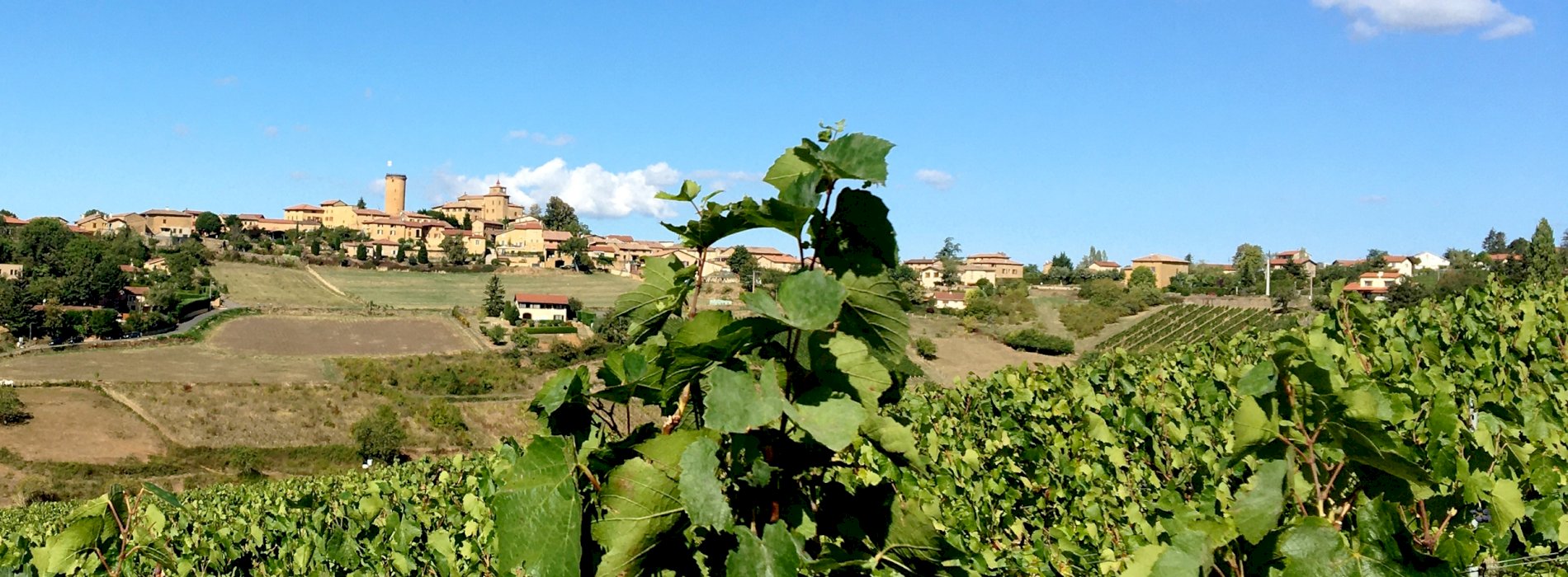 Kanpai Tourisme - In the middle of the vineyards