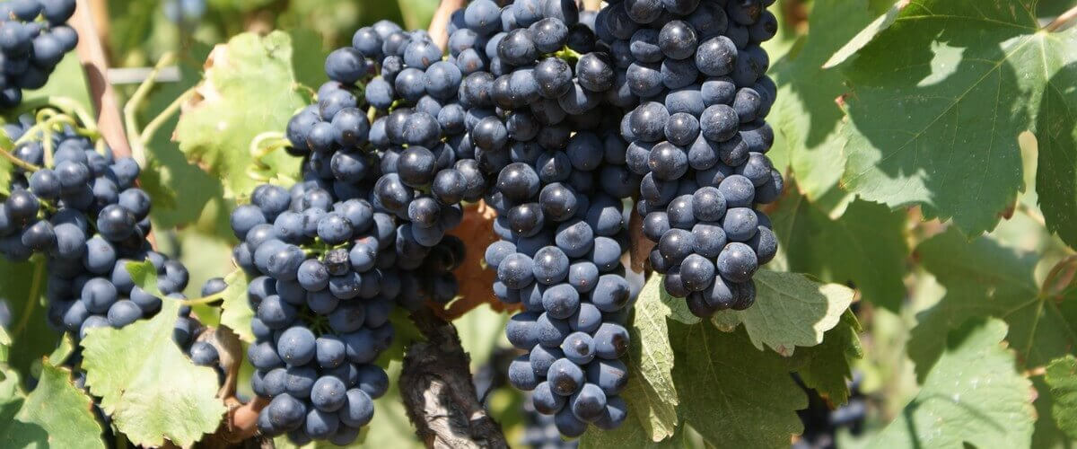 shiraz grape varietal