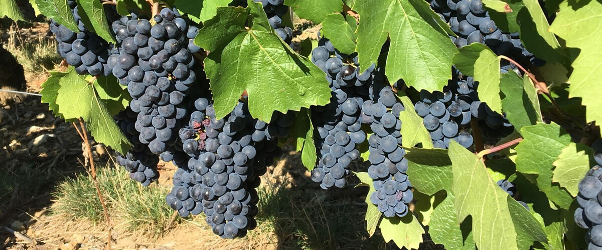 gamay-grape-beaujolais