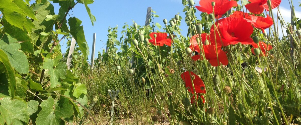 wine-tour-beaujolais-lyon