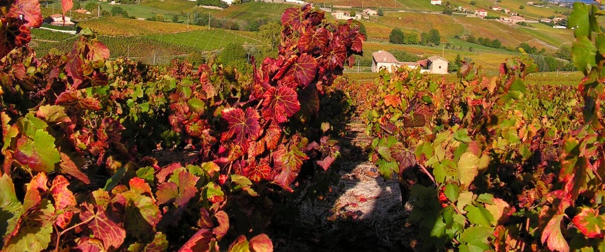 winery-beaujolais-tour