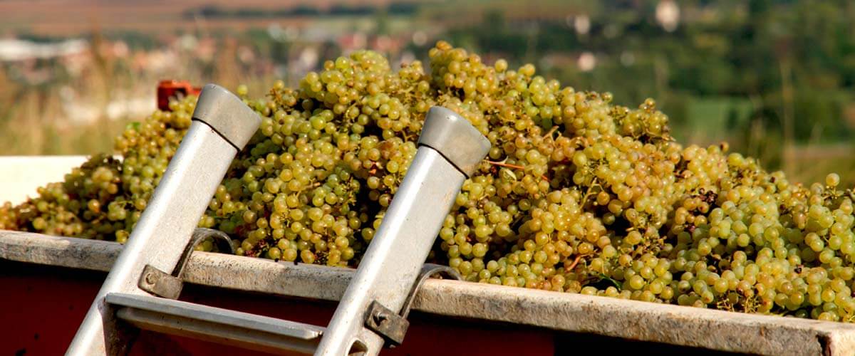Grands vignobles de Bourgogne