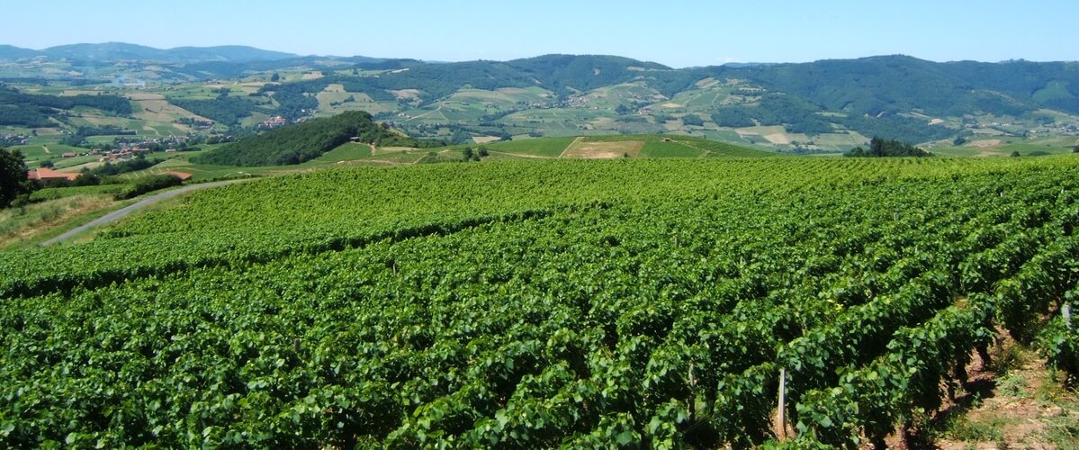 beaujolais wine country