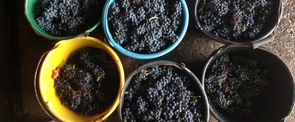 harvest-beaujolais