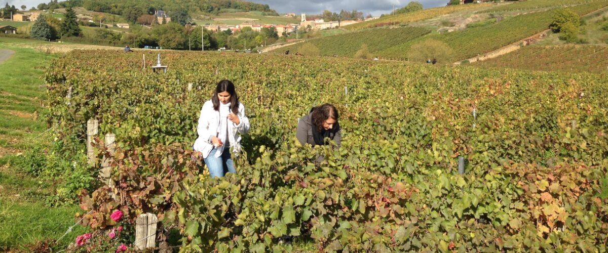 beaujolais-harvest