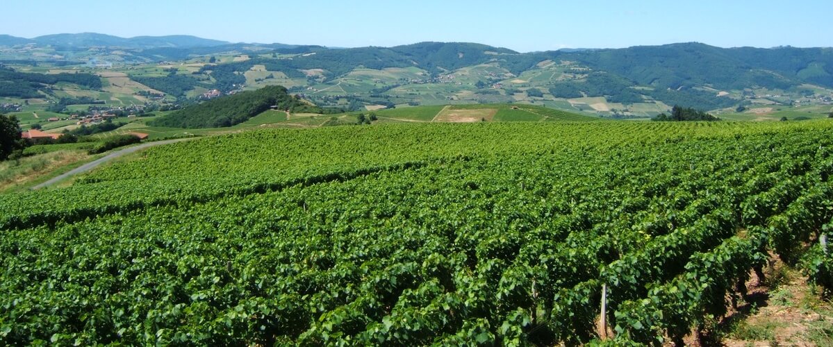 beaujolais-wine-country