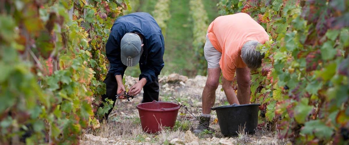 AUX ORIGINES DE LA SYRAH