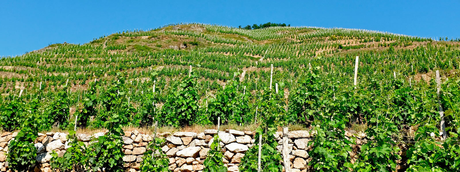 Kanpai Tourisme - Visita do Cotes du Rhone Norte