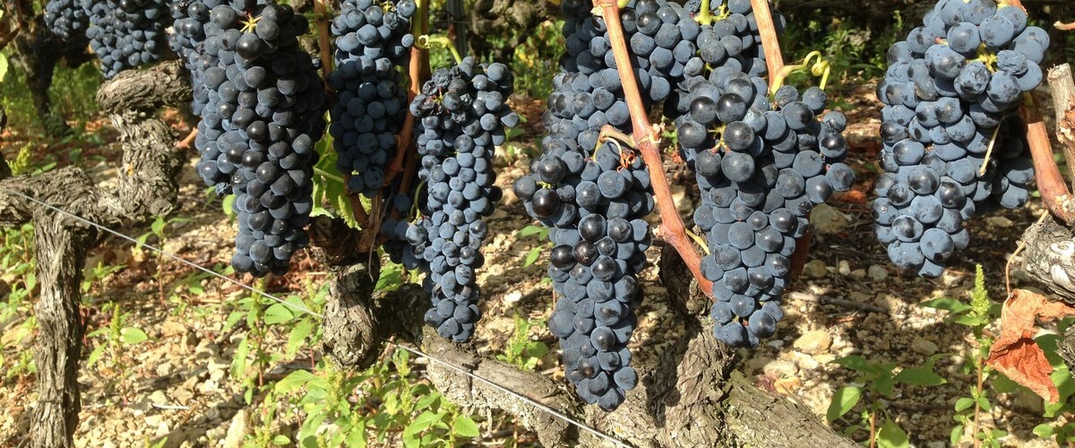 Syrah grape