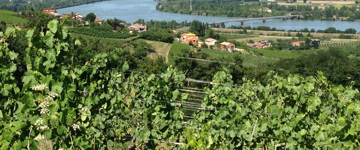 rhone-valley-wines-lyon