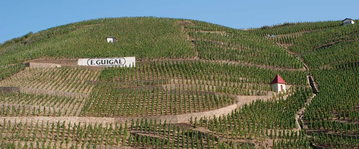 AUX ORIGINES DE LA SYRAH