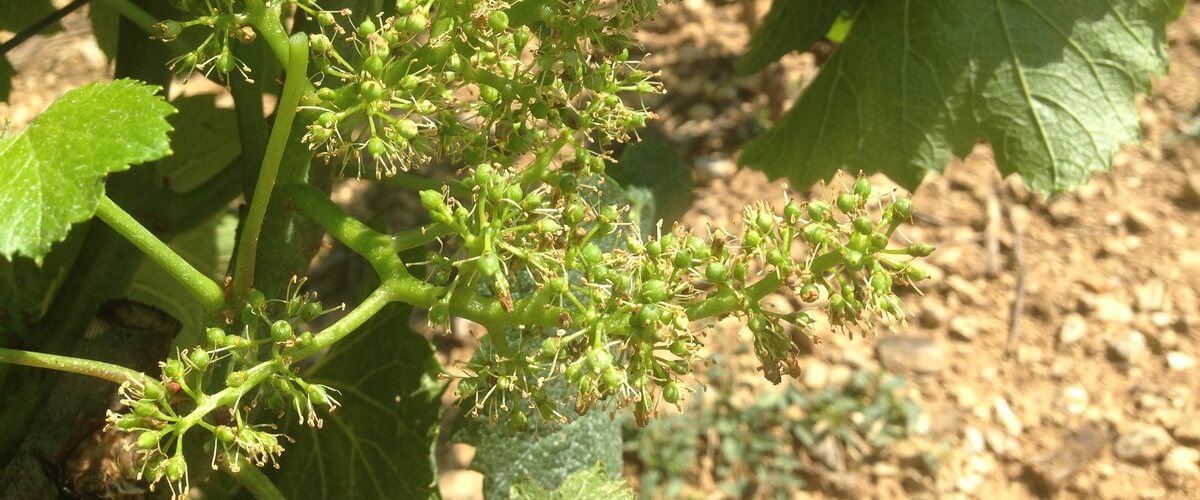 macon-vigne-chardonnay