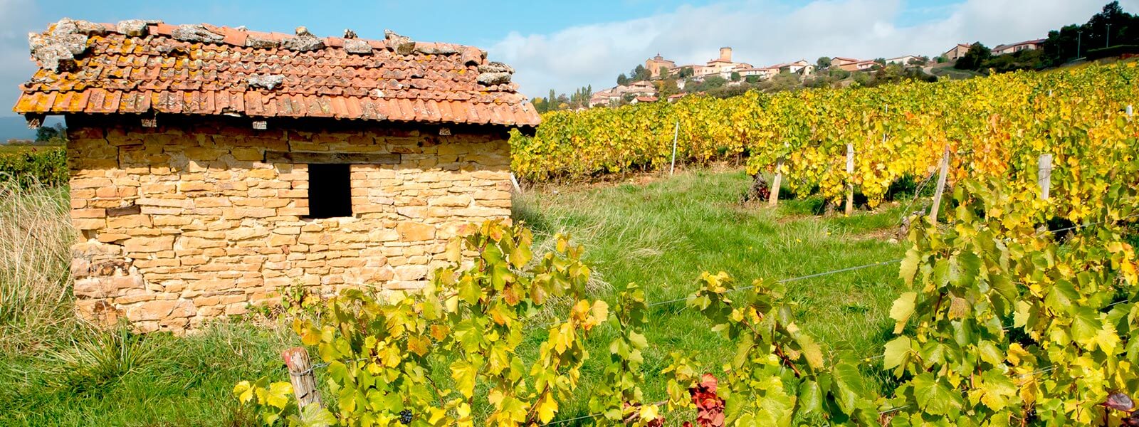 Kanpai Tourisme - Beaujolais Nouveau Wine Tour - Afternoon