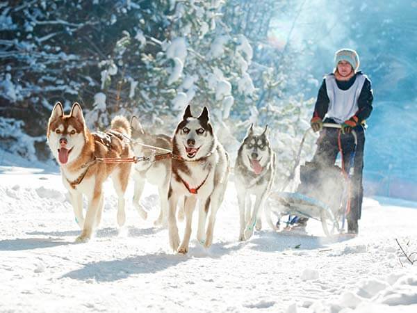 Kanpai Tourisme - Dog Sledding