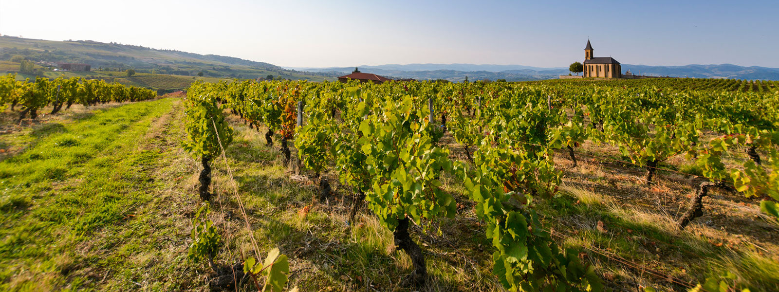 Kanpai Tourisme - Beaujolais Wine Discovery - Afternoon