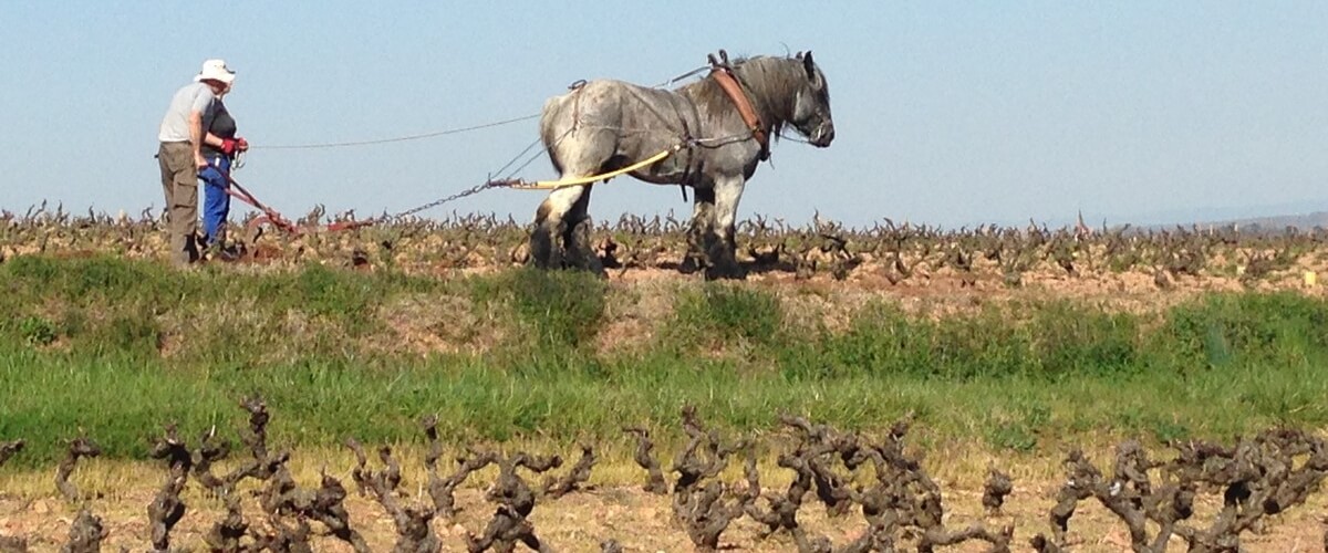 Beaujolais-wine-tour-lyon