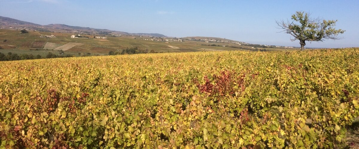 beaujolais-wine-region