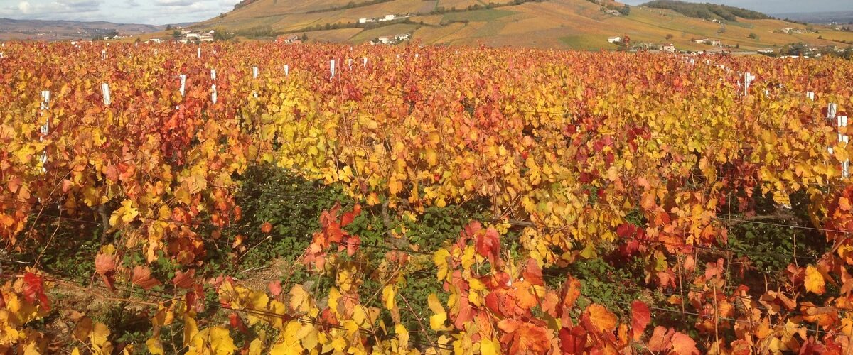 brouilly-beaujolais-wine-tour