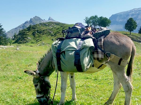 Kanpai Tourisme - Vineyards Donkey Walk