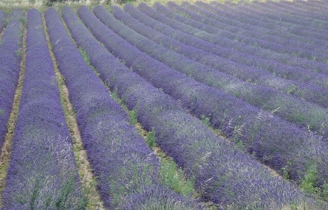 provence-lyon-lavender-tour